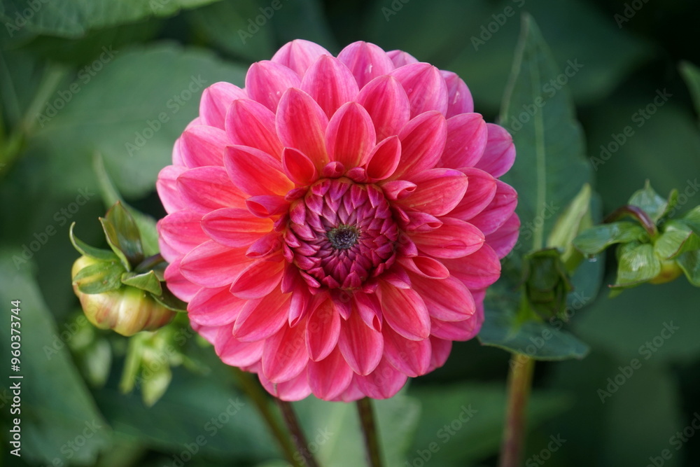 Lilac purple decorative dahlia in the garden. Blossoming pink dahlias, floral background Lilac purple decorative dahlia in the garden. Blossoming pink dahlias, floral background