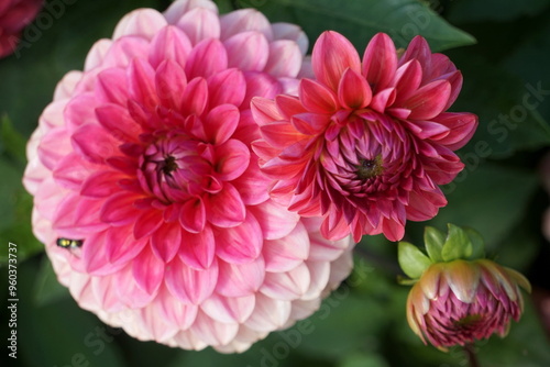 Lilac purple decorative dahlia in the garden. Blossoming pink dahlias, floral background