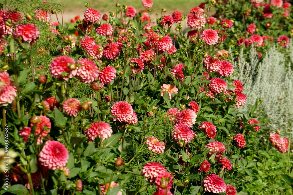 Lilac purple decorative dahlia in the garden. Blossoming pink dahlias, floral background Lilac purple decorative dahlia in the garden. Blossoming pink dahlias, floral background