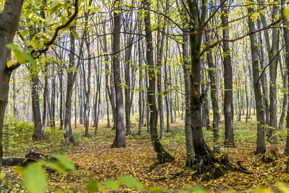 Fototapeta premium Autumn forest in the sunny day