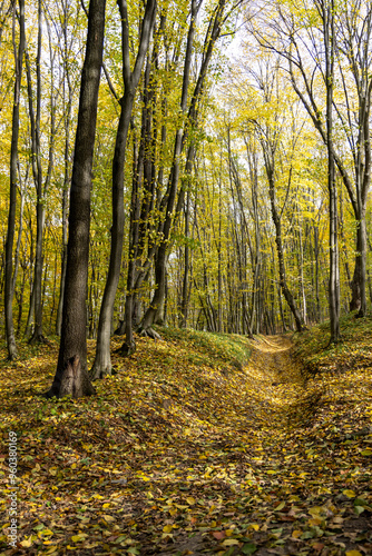 Autumn forest in the sunny day