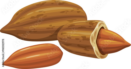 Pili nuts or Canarium Ovatum plant seed kernels for food, vector icon. Philippines tropical pili nuts in shell and raw peeled for vegetarian healthy organic fruits or edible seed foodstuff