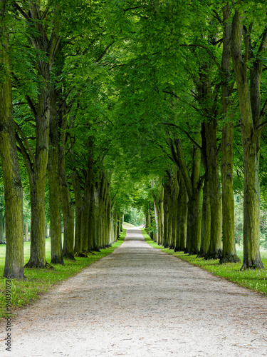 Allee aus Bäumen mit grünen Blättern, niemand, vertikal