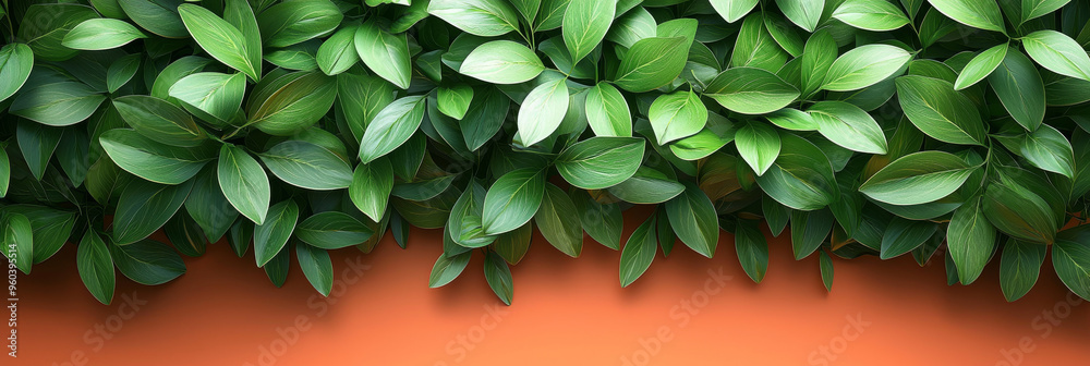 Fototapeta premium Lush green leaves create a vibrant contrast against a warm orange background.