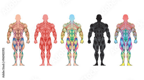 Athletic body man figure muscular anatomy. Vector illustration of human body muscles hand drawn