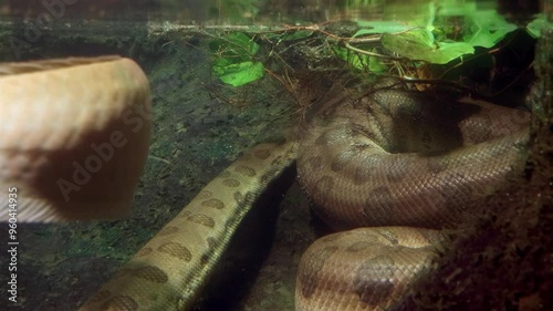 The green Anacondas (Eunectes murinus) under water photo