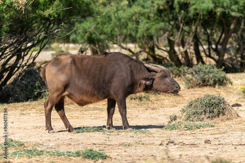 Búfalo enano del Congo