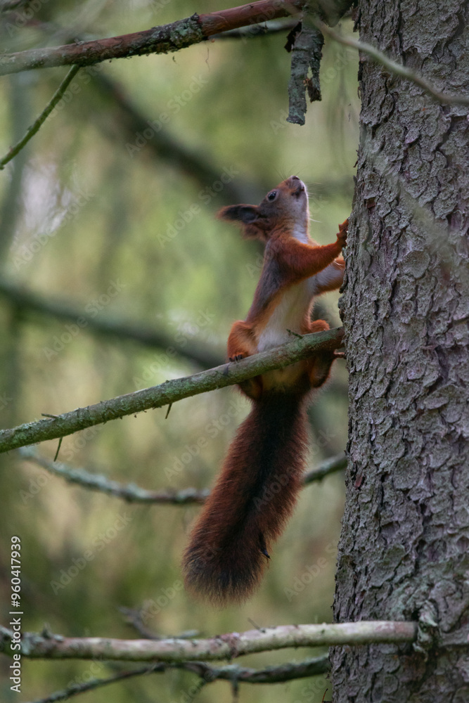 Obraz premium Squirrel