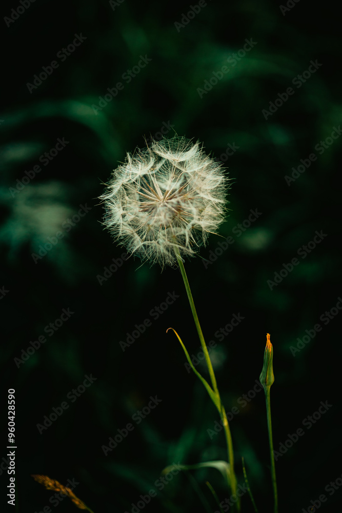 A beautiful, fluffy dandelion grows in a green field during the summer. It is a wildflower. A beautiful, fluffy dandelion grows in a green field during the summer. It is a wildflower.