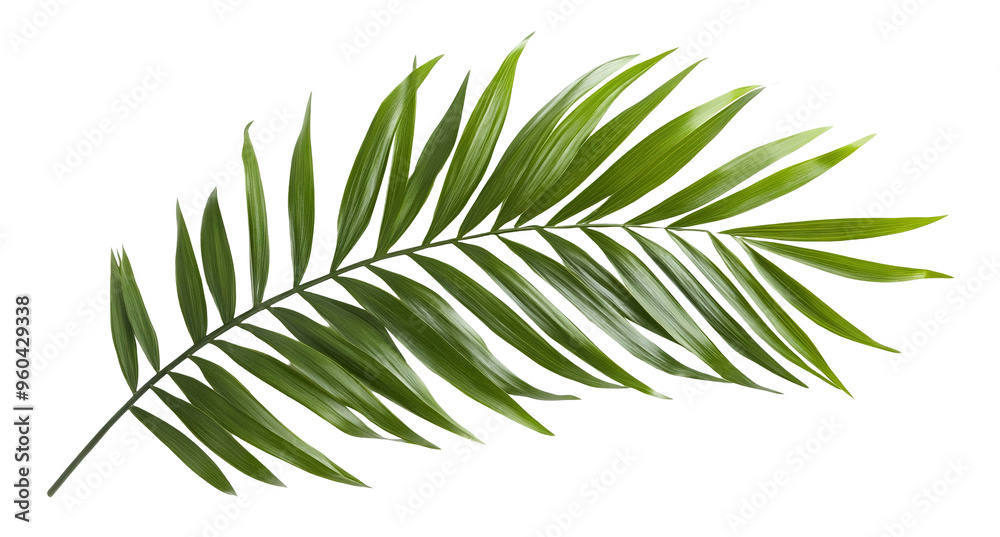 Naklejka premium Tropical green palm leaf, cut out