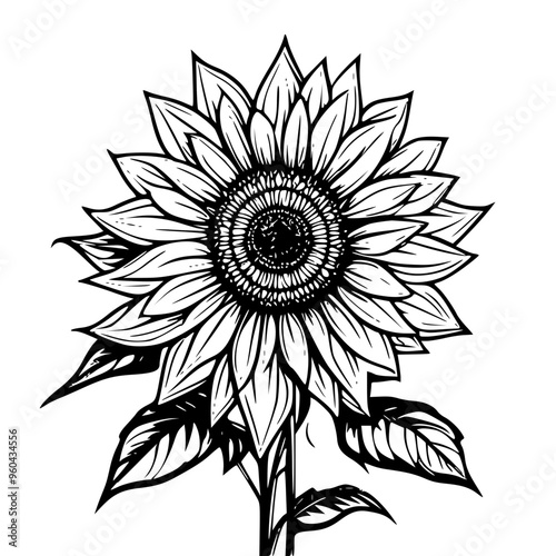 sunflower vector illustration