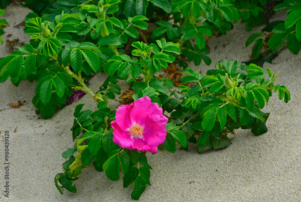 Róża pomarszczona, róża fałdzistolistna, róża japońska, Rosa rugosa, różowa dzika róża rosnąca na piaszczystej wydmie nadmorskiej, pink wild rose growing on a sandy seaside dune