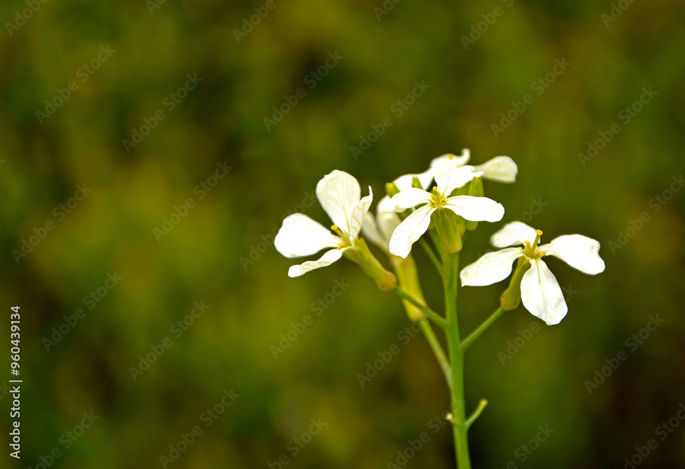 białe kwiaty rosliny z rodziny kapustowatych (Brassicaceae), dzikie białe kwiaty (probably Cardamine pratensis),
