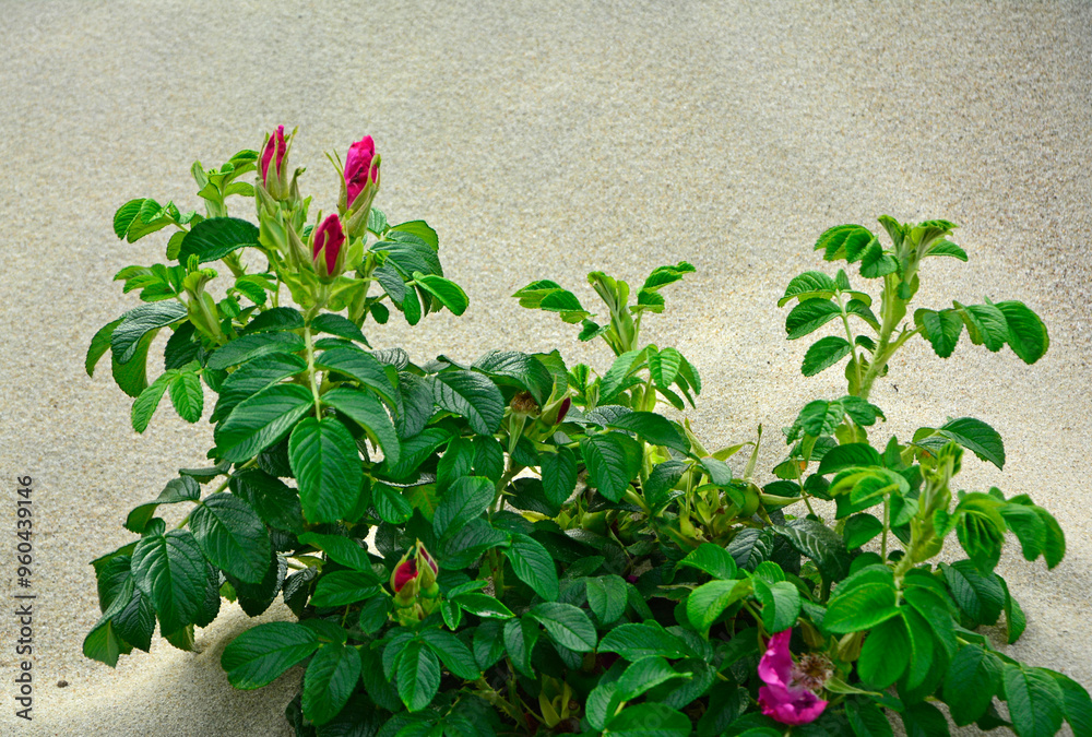 Róża pomarszczona, róża fałdzistolistna, róża japońska, Rosa rugosa, różowa dzika róża rosnąca na piaszczystej wydmie nadmorskiej, pink wild rose growing on a sandy seaside dune