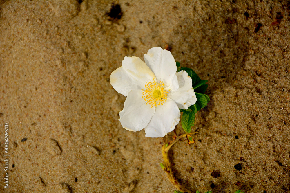Róża pomarszczona, róża fałdzistolistna, róża japońska, Rosa rugosa, biała dzika róża rosnąca na piaszczystej wydmie nadmorskiej, white wild rose growing on a sandy seaside dune