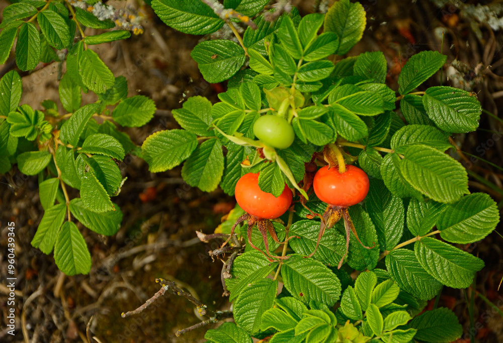czerwone, dojrzałe owoce róży pomarszczonej (Rosa rugosa) dziko rosnące, red ripe fruits of beach rose (Rosa rugosa) growing in nature, Red fruits of rosa rugosa