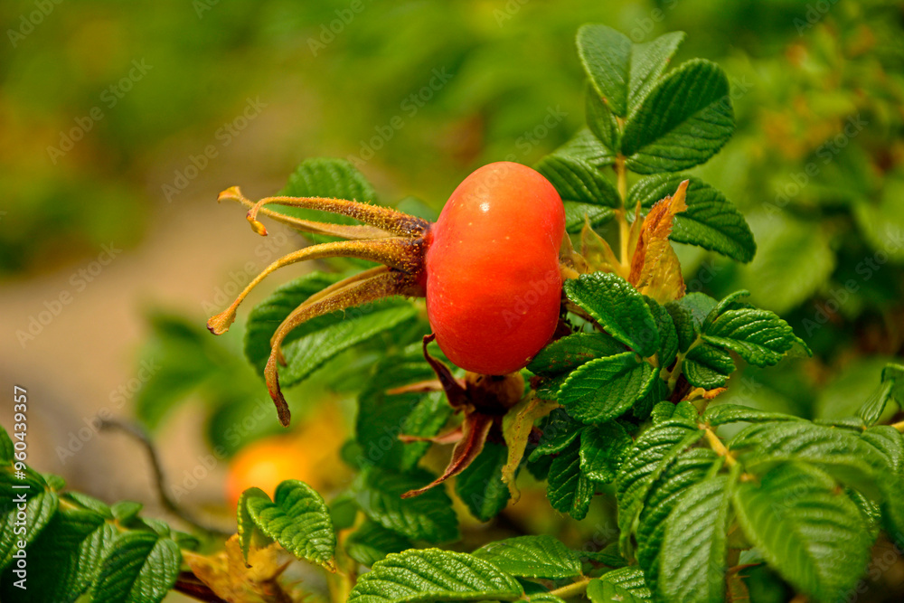 czerwone, dojrzałe owoce róży pomarszczonej (Rosa rugosa) dziko rosnące, red ripe fruits of beach rose (Rosa rugosa) growing in nature, Red fruits of rosa rugosa