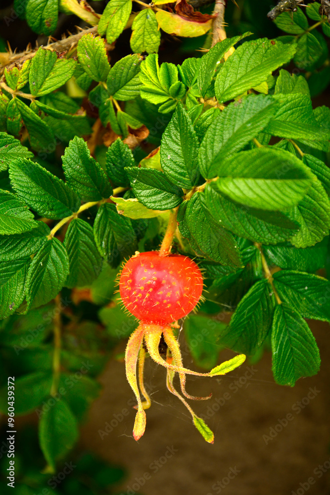 czerwone, dojrzałe owoce róży pomarszczonej (Rosa rugosa) dziko rosnące, red ripe fruits of beach rose (Rosa rugosa) growing in nature, Red fruits of rosa rugosa
