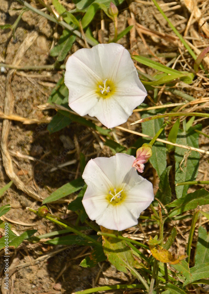 dziki wilec, biały kwiat dzikiego wilca, Ipomoea imperati , Ipomoea pes-caprae flower on the ground