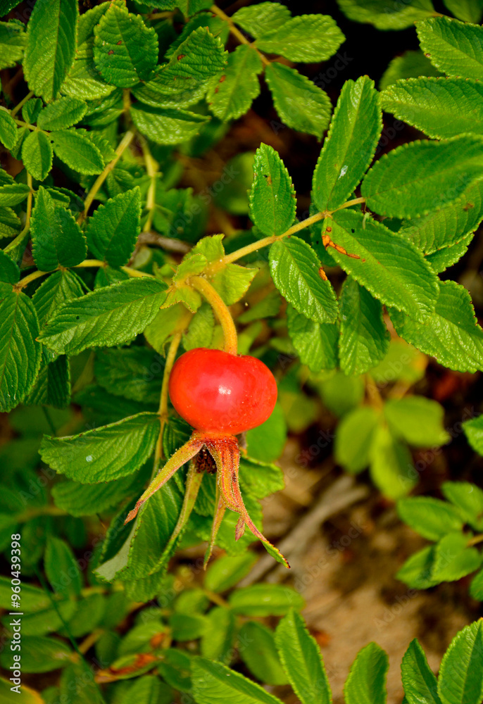 czerwone, dojrzałe owoce róży pomarszczonej (Rosa rugosa) dziko rosnące, red ripe fruits of beach rose (Rosa rugosa) growing in nature, Red fruits of rosa rugosa
