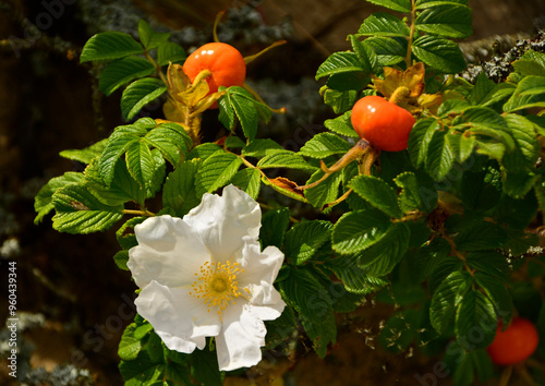 Obraz na płótnie czerwone, dojrzałe owoce róży pomarszczonej i biała róża na pedzie, krzew róży pomarszczona, Rosa rugosa, red ripe fruits of beach rose and white flower rose in nature, Red fruits of rosa rugosa w salonie