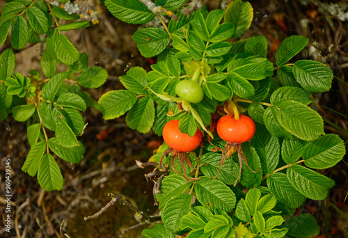Obraz na płótnie czerwone, dojrzałe owoce róży pomarszczonej (Rosa rugosa) dziko rosnące, red ripe fruits of beach rose (Rosa rugosa) growing in nature, Red fruits of rosa rugosa w salonie