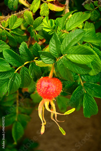Obraz na płótnie czerwone, dojrzałe owoce róży pomarszczonej (Rosa rugosa) dziko rosnące, red ripe fruits of beach rose (Rosa rugosa) growing in nature, Red fruits of rosa rugosa w salonie