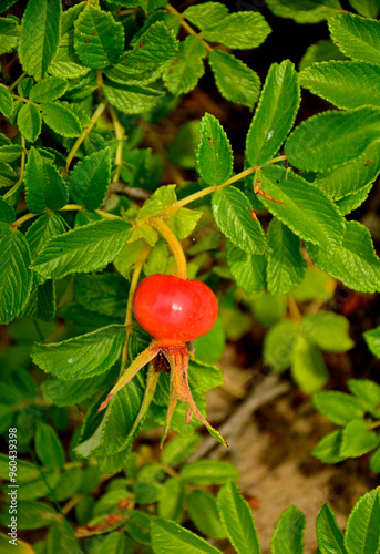 Obraz na płótnie czerwone, dojrzałe owoce róży pomarszczonej (Rosa rugosa) dziko rosnące, red ripe fruits of beach rose (Rosa rugosa) growing in nature, Red fruits of rosa rugosa w salonie