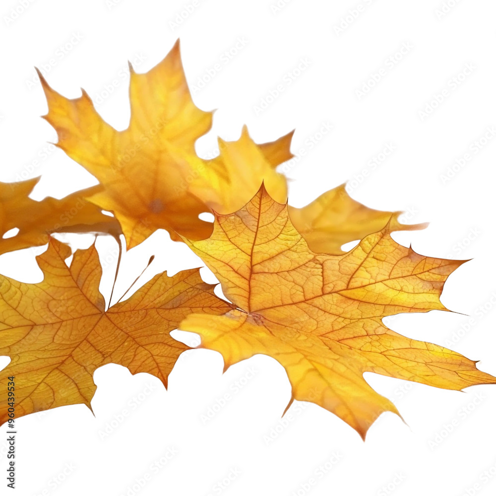 Close-up of Three Golden Autumn Leaves Against a Black Background