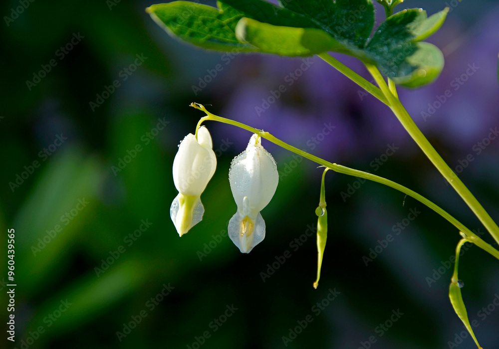 Białe serduszka okazałe, serduszka okazała, ładniczka okazała, biskupie serce, serce Jasia, (Lamprocapnos spectabilis), bleeding heart, Asian, krople rosy na kwiatach serduszek