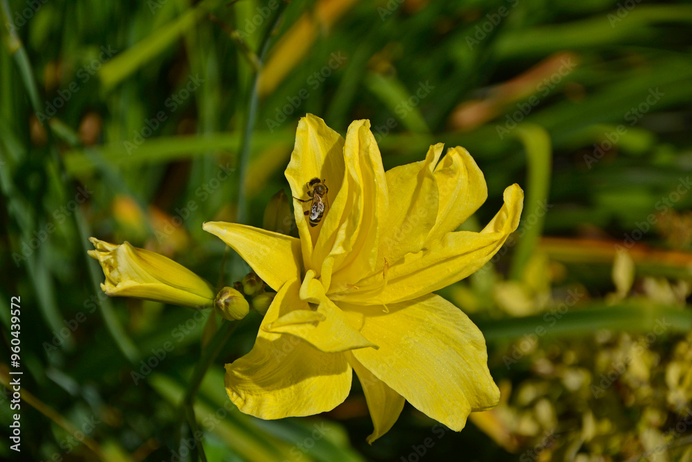żółty liliowiec (Hemerocallis), pszczoła na żóltym liliowcu ogrodowym