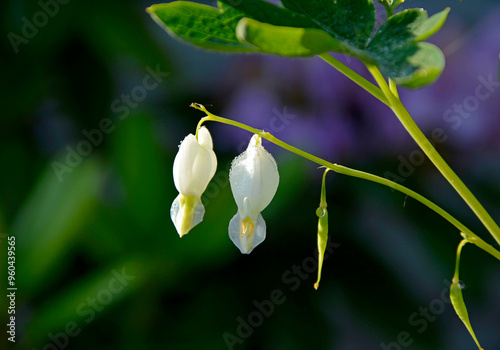 Obraz na płótnie Białe serduszka okazałe, serduszka okazała, ładniczka okazała, biskupie serce, serce Jasia, (Lamprocapnos spectabilis), bleeding heart, Asian, krople rosy na kwiatach serduszek w salonie