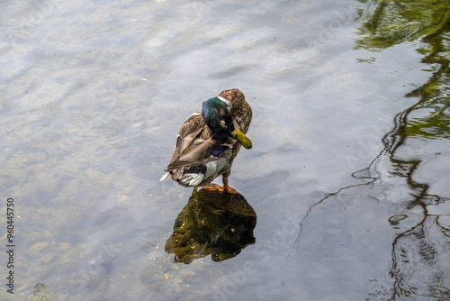 male mallard duck standing in the river with reflection