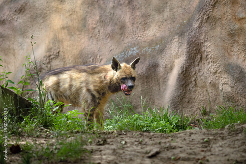 The striped hyena (Hyaena hyaena), a young Arabian hyena with its tongue sticking out.