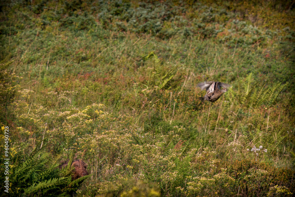 Obraz premium a flying black grouse hen on the mountains at a autumn day