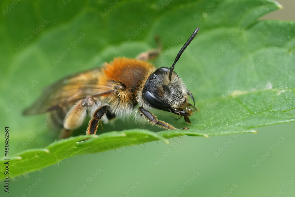 Closeup on a Coppice Mining Bee, Andrena helvola sitting on a green leaf Closeup on a Coppice Mining Bee, Andrena helvola sitting on a green leaf
