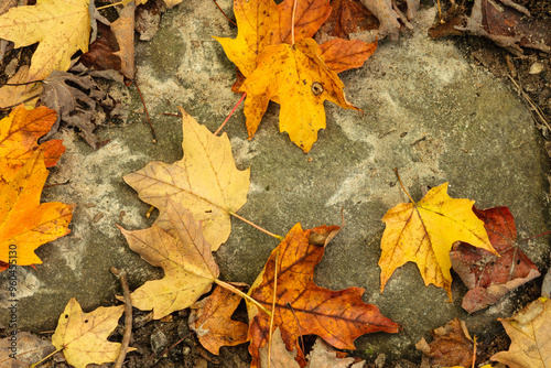 Maple leaves on a boulder, in mid-September, with the leaves already changing color in the fall within the Pike Lake Unit, Kettle Moraine State Forest, Hartford, Wisconsin photo