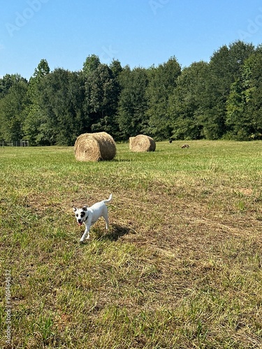 Farm puppy 