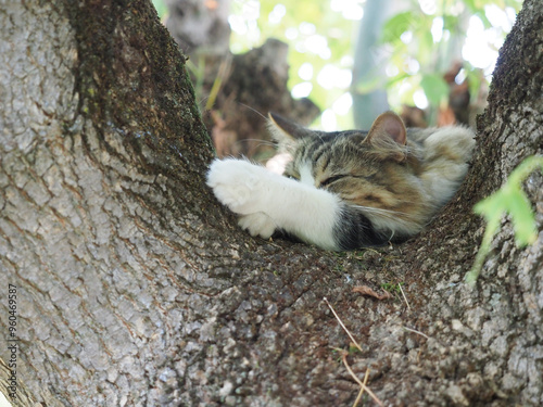 sleeping cat on a tree photo