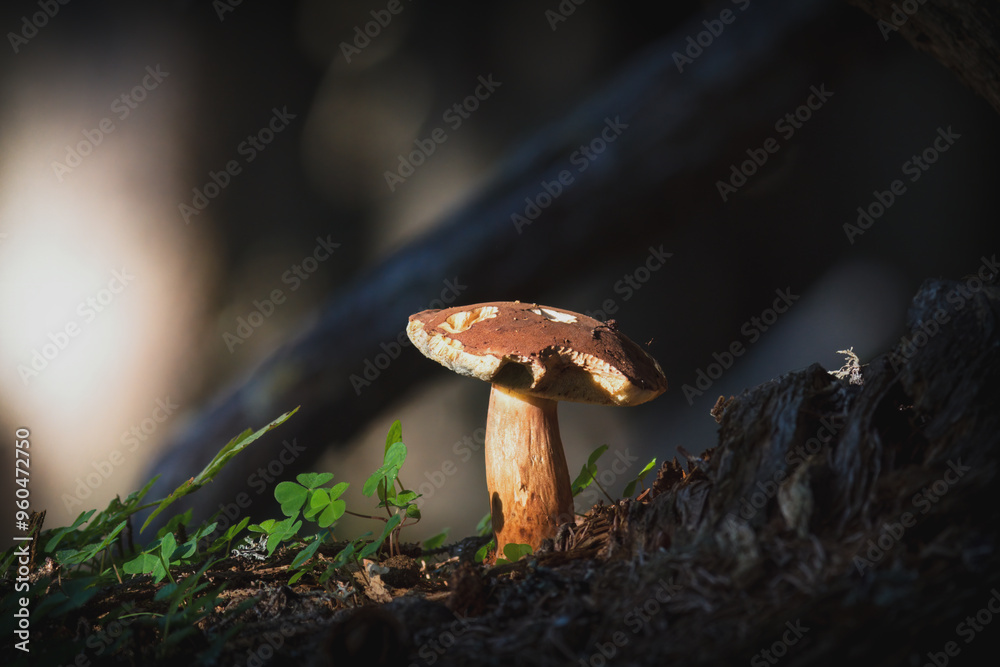 imleria badia on the forest floor at a autumn day imleria badia on the forest floor at a autumn day