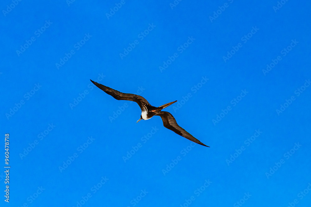 Fregat birds flock fly blue sky clouds background in Mexico. Fregat birds flock fly blue sky clouds background in Mexico.
