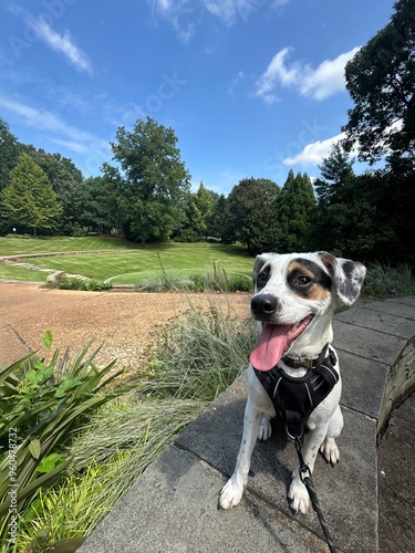 portrait of a dog