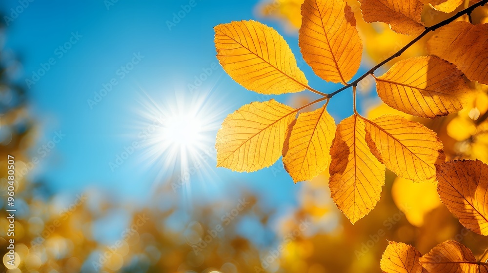 A calm fall day with golden leaves and clear blue skies, perfect for creating a natural and vibrant autumn background. A calm fall day with golden leaves and clear blue skies, perfect for creating a natural and vibrant autumn background.