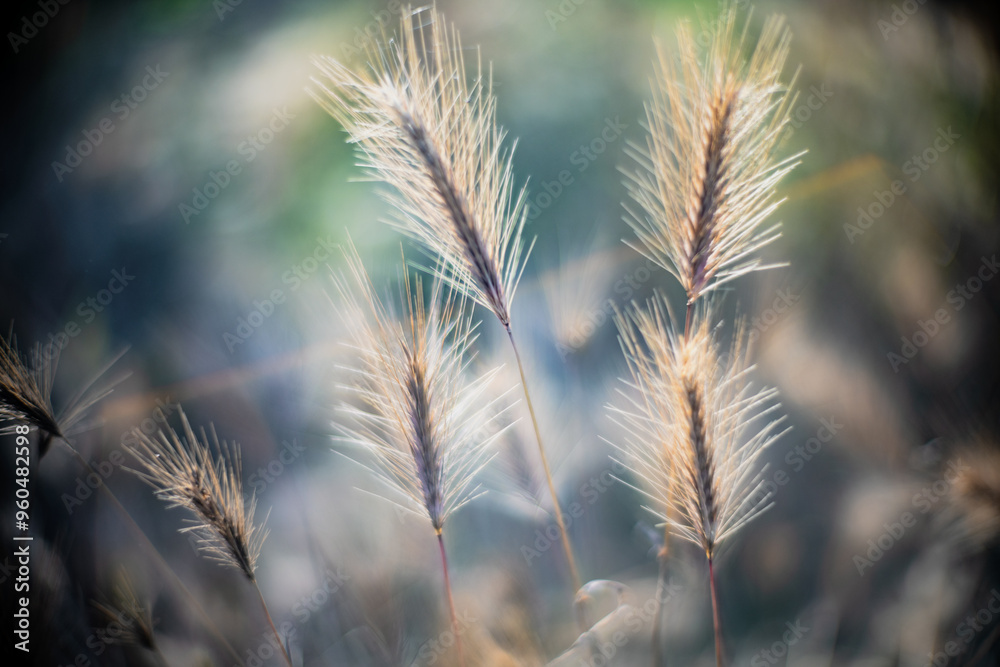 Close Up of Wild Plants with Soft Focus Effect Close Up of Wild Plants with Soft Focus Effect