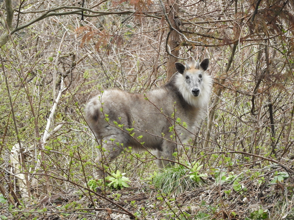 Fototapeta premium ニホンカモシカ