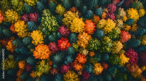 A top-down shot of a forest in peak autumn colors, showcasing the brilliant mix of fall foliage.