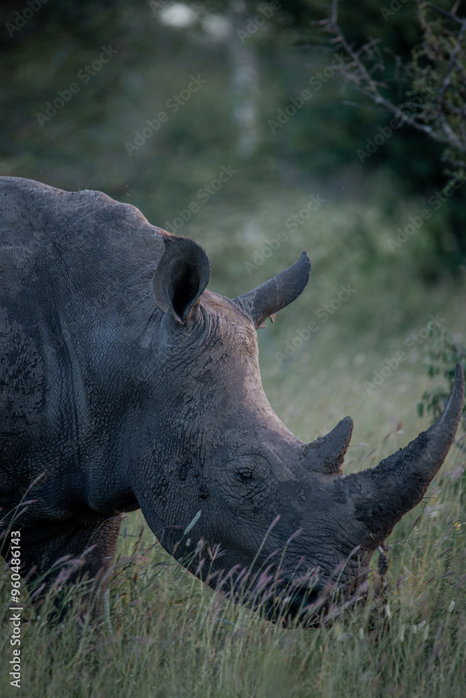 Obraz premium White rhino