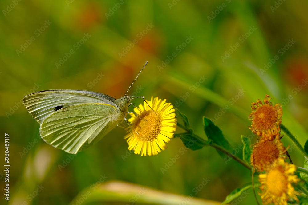 White butterfly on a yellow flower White butterfly on a yellow flower