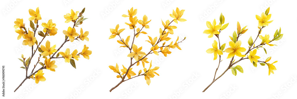 Three yellow blooming flower branches isolated on transparent background