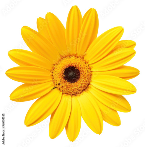 PNG Beautiful yellow daisy flower sunflower petal plant.